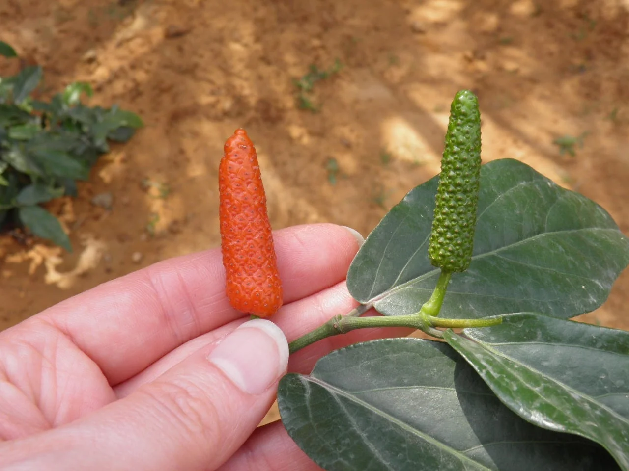 Long Pepper - Red