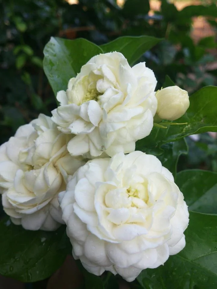 Jasmine flowers