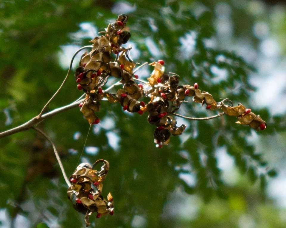 Red Lucky Seeds - Jambei